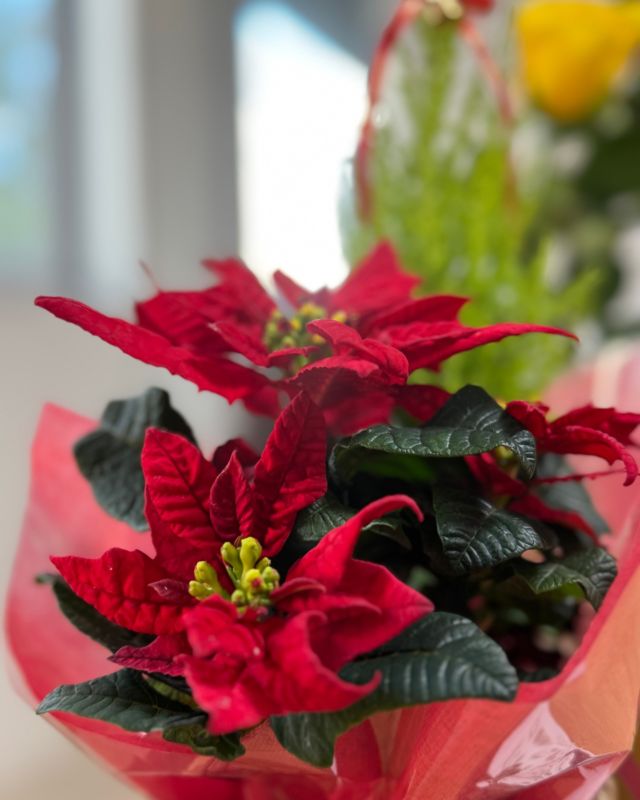 📢 高崎移転記念キャンペーン、終了しました。

好評をいただいた
「高崎移転一周年記念キャンペーン」は、定員に達したため終了いたしました。
※ただし、11月中に無料カウンセリングを受けてくださった方は適用となります。

ありがとうございました。

ここからはクリスマスシーズン本番。
時間を味方につけて、まだ間に合います——
年内の新しい出会いへ。

 #結婚相談所Punono
#プノノ
#高崎移転
#高崎婚活 #前橋婚活
#婚活サポート
#大人の婚活
#仲人型結婚相談所
#ご縁結び
#新しい出会い
#クリスマス婚活
#年内の出会い
#パートナー探し
#高崎移転1周年
#無料カウンセリング受付中